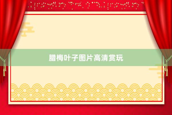 腊梅叶子图片高清赏玩
